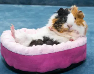 How To Prevent Your Guinea Pig From Getting Heatstroke