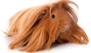 How To Prevent Your Guinea Pig From Getting Mites