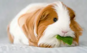 Can Guinea Pigs Eat Vegetables?