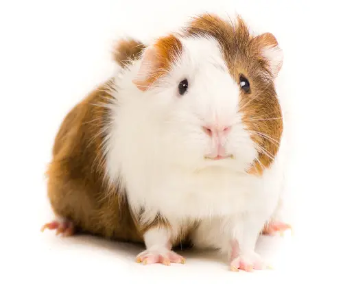 How To Take Care Of A Guinea Pig For Beginners